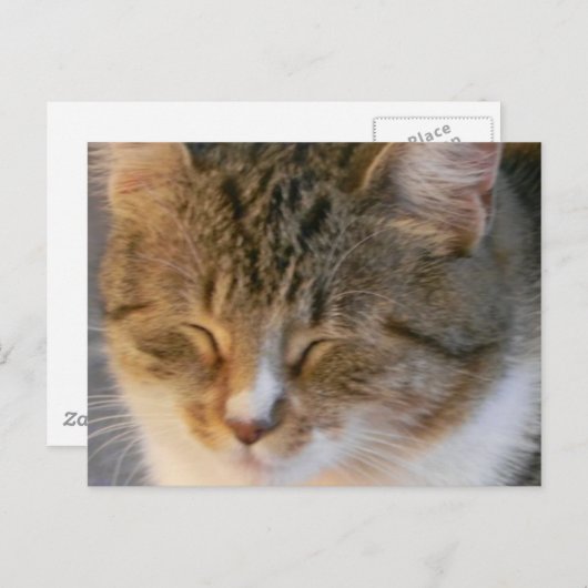 Tabby Cat Liebe Postkarte (Vorne/Hinten)