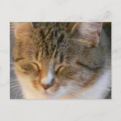 Tabby Cat Liebe Postkarte (Vorderseite)