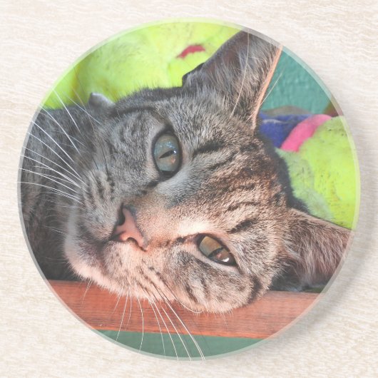 Tabby Cat Liebe Sandstein Untersetzer (Vorne)