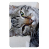 Tabby Cat Magnet (Vertikal)