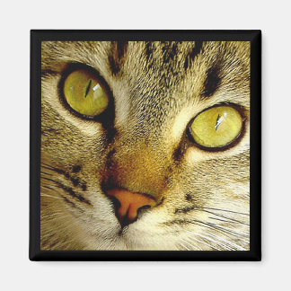 Tabby Cat - Magnet