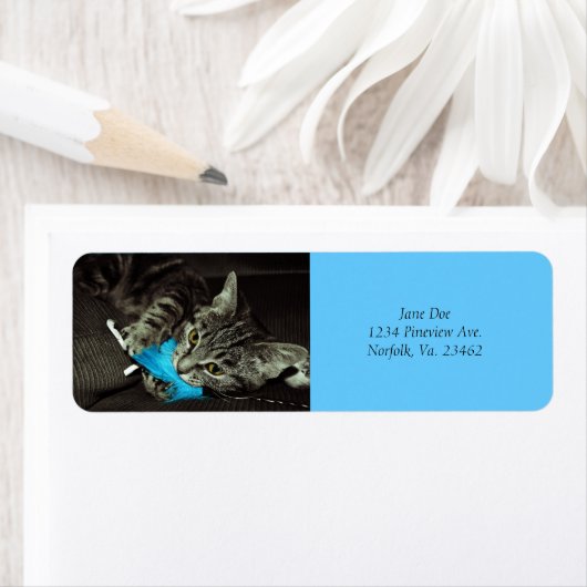 Tabby Cat mit Feather von Shirley Taylor (Insitu)