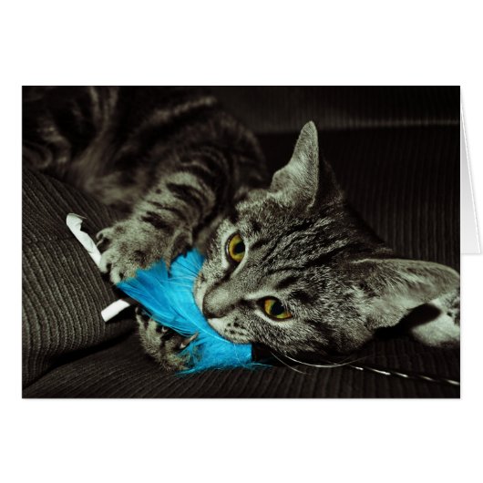 Tabby Cat mit Feather von Shirley Taylor (Vorderseite (Horizontal))