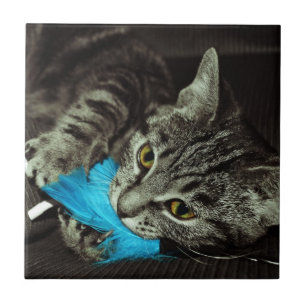 Tabby Cat mit Feather von Shirley Taylor Fliese