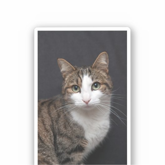 Tabby Cat mit grünen Augen gegen schwarzen Hinterg Aufkleber (Vorderseite)