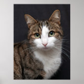 Tabby Cat mit grünen Augen gegen schwarzen Hinterg Poster (Vorne)