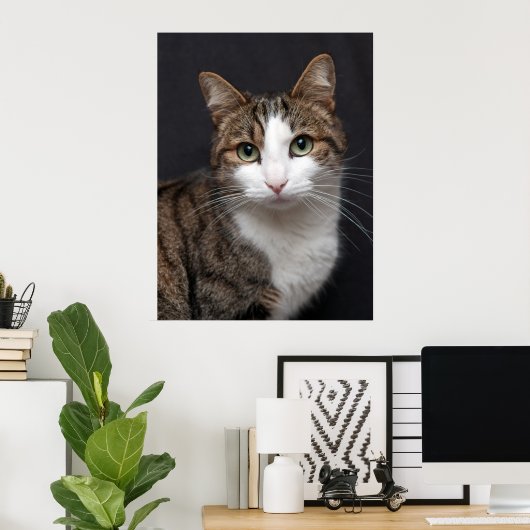 Tabby Cat mit grünen Augen gegen schwarzen Hinterg Poster (Heimbüro)
