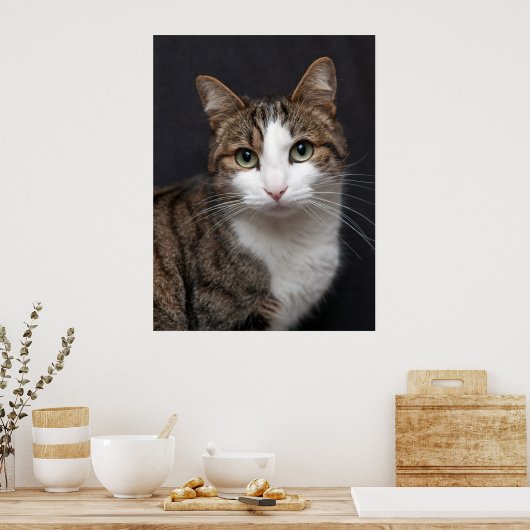 Tabby Cat mit grünen Augen gegen schwarzen Hinterg Poster (Küche)