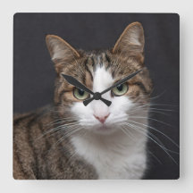 Tabby Cat mit grünen Augen gegen schwarzen Hinterg