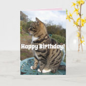 Tabby Cat Niedlich gestreifte Katzen Happy Birthda Karte (Gelbe Blume)