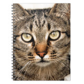 Tabby Cat Notizblock (Vorderseite)