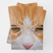 Tabby Cat Orange White Niedlich Fluffy Beautiful Geschenkpapier Set (Beispiel)