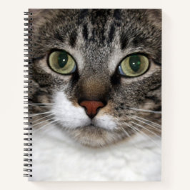 Tabby Cat Pet Animal Face Fotografie Notizblock