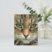 Tabby Cat Portrait Postkarte (Stehend Vorderseite)