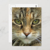Tabby Cat Portrait Postkarte (Vorne/Hinten)