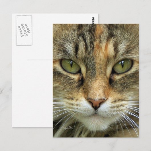 Tabby Cat Portrait Postkarte (Vorne/Hinten)
