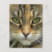 Tabby Cat Portrait Postkarte (Vorderseite)