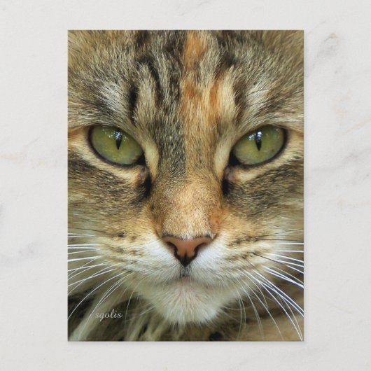 Tabby Cat Portrait Postkarte (Vorderseite)