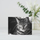 Tabby Cat Postcard Postkarte (Stehend Vorderseite)