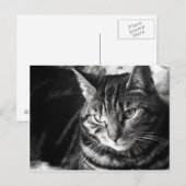 Tabby Cat Postcard Postkarte (Vorne/Hinten)