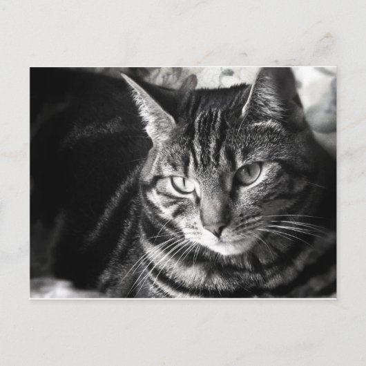 Tabby Cat Postcard Postkarte (Vorderseite)