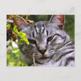 Tabby Cat Postcard Postkarte