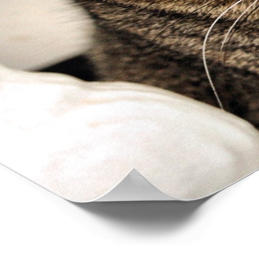 Tabby Cat Poster (Ecke)