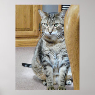 Tabby Cat Poster
