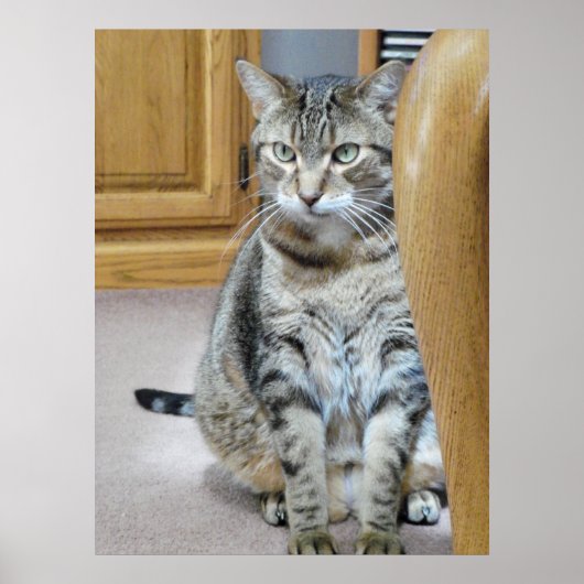 Tabby Cat Poster (Vorne)