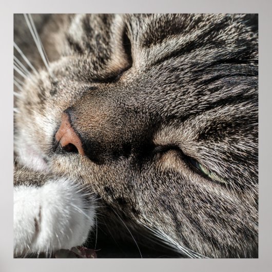 Tabby Cat Poster (Vorne)