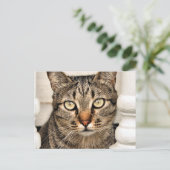 Tabby Cat Postkarte (Stehend Vorderseite)