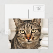Tabby Cat Postkarte (Vorne/Hinten)