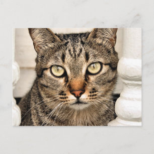 Tabby Cat Postkarte