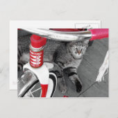 Tabby Cat Postkarte (Vorne/Hinten)