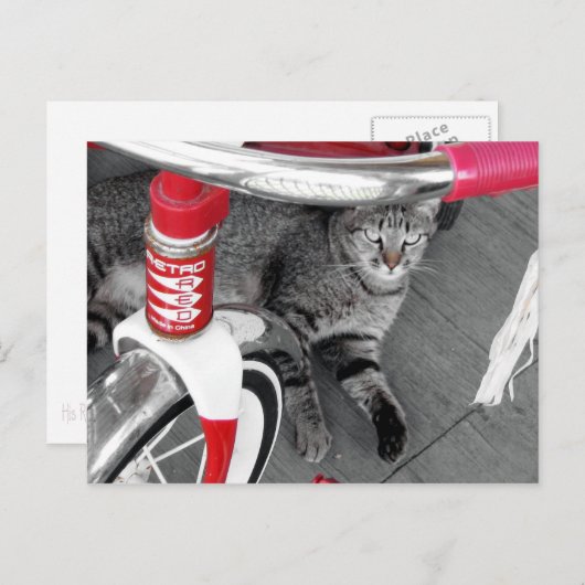 Tabby Cat Postkarte (Vorne/Hinten)