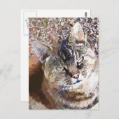 TABBY CAT POSTKARTE (Vorne/Hinten)