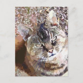 TABBY CAT POSTKARTE (Vorderseite)