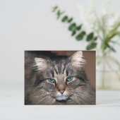 Tabby Cat Postkarte (Stehend Vorderseite)