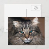 Tabby Cat Postkarte (Vorne/Hinten)