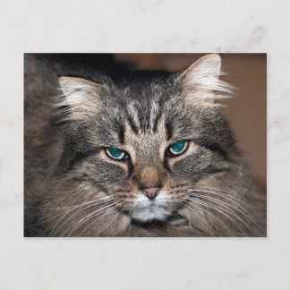Tabby Cat Postkarte