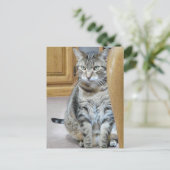 Tabby Cat Postkarte (Stehend Vorderseite)