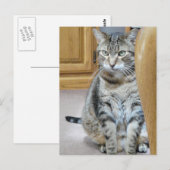 Tabby Cat Postkarte (Vorne/Hinten)
