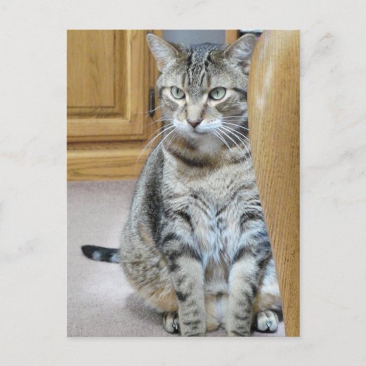 Tabby Cat Postkarte (Vorderseite)