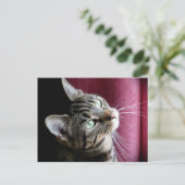 Tabby Cat Postkarte (Stehend Vorderseite)