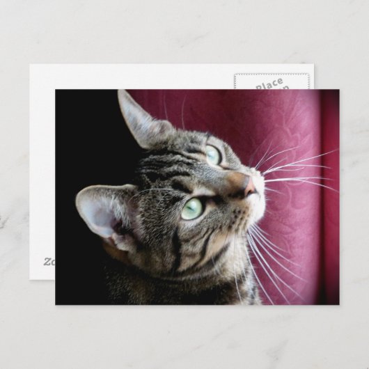 Tabby Cat Postkarte (Vorne/Hinten)
