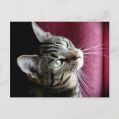 Tabby Cat Postkarte (Vorderseite)