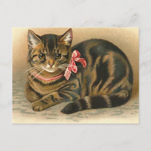 "Tabby Cat" Postkarte (Vorderseite)