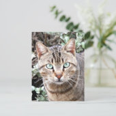 Tabby Cat Postkarte (Stehend Vorderseite)
