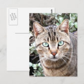 Tabby Cat Postkarte (Vorne/Hinten)
