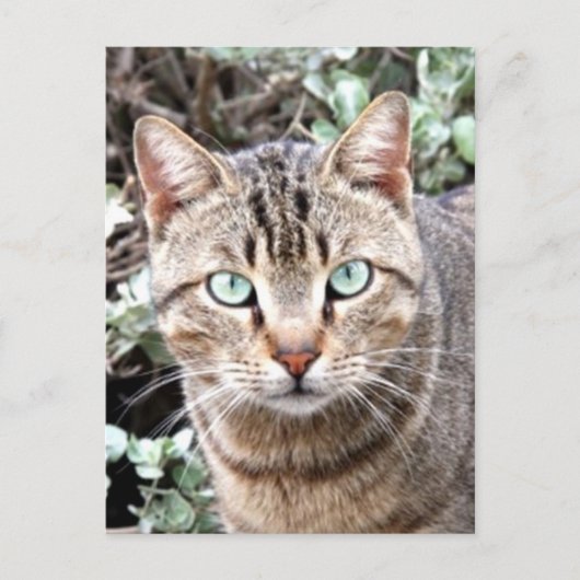 Tabby Cat Postkarte (Vorderseite)